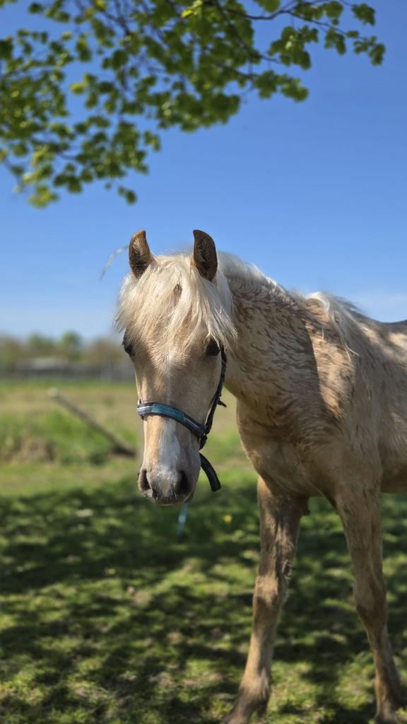 Super bewegende palomino Crusado jaarling, Dieren en Toebehoren, Pony's, Merrie, Dressuurpony, 0 tot 2 jaar, Gechipt