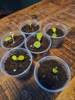 Madagaskar Jewel stekjes, Ophalen, Halfschaduw, Minder dan 100 cm