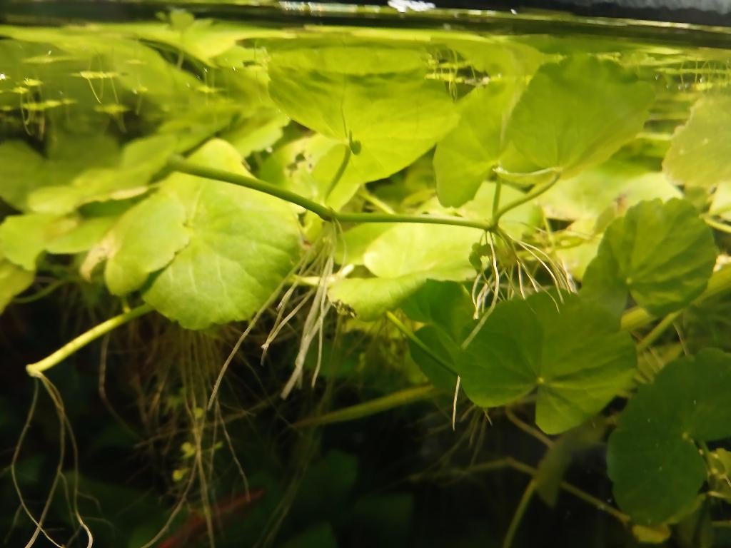 Gratis aquariumplanten, Dieren en Toebehoren, Vissen | Aquaria en Toebehoren, Ophalen of Verzenden, Plant(en), Steen of Hout