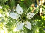 Juffertje in het Groen zaden, Nigella damascena, Verzenden, Volle zon