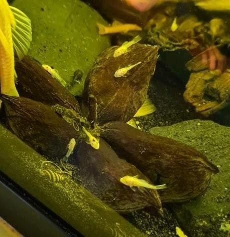 Te koop! L144 blue eyes "nakweek"., Dieren en Toebehoren, Vissen | Aquariumvissen, Vis, Zoetwatervis