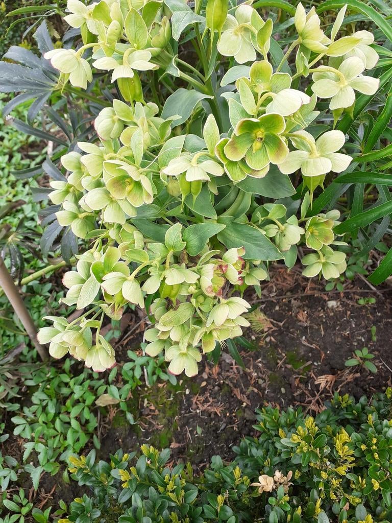 Helleborus foetidus gewortelde plantjes, Ophalen of Verzenden