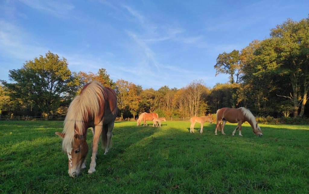 365 dagen buiten | Paardenpension Frankrijk | Koudbloed & ru, Dieren en Toebehoren