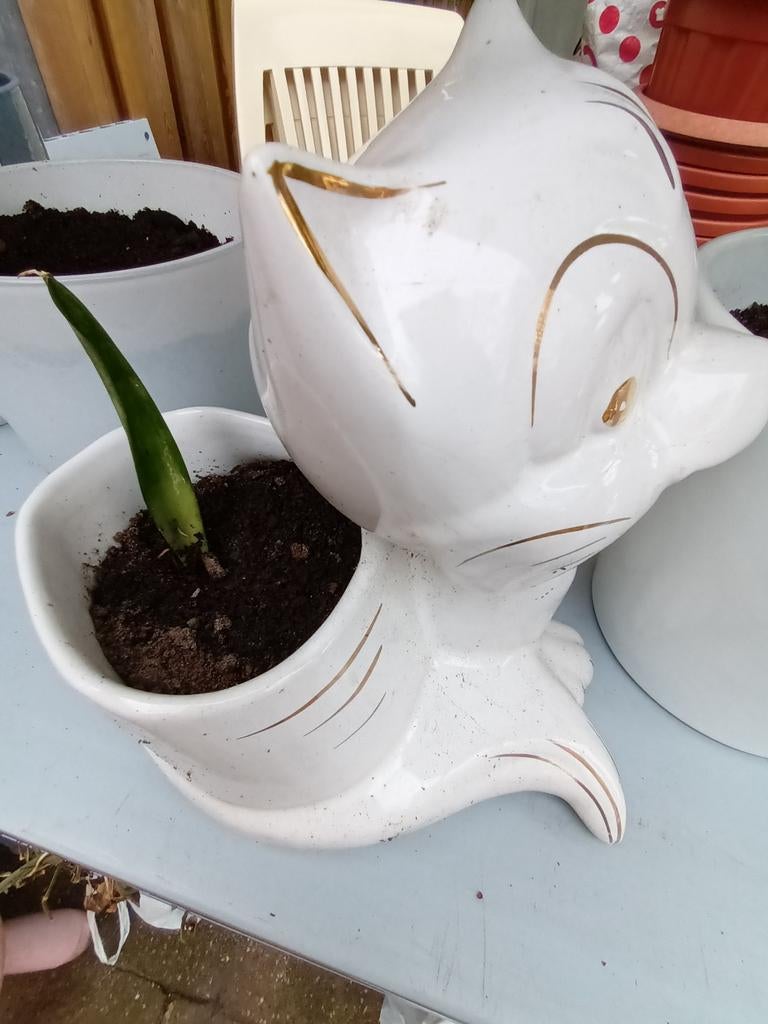 Sanseveria friends in katten bloempot, Overige materialen, Minder dan 30 cm, Ophalen of Verzenden, Zo goed als nieuw