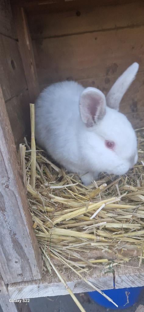 Mooi lief wit konijntje, Dieren en Toebehoren, Konijnen, Mannelijk, Dwerg