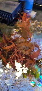 Dragons breath Makroalg zeewier zeeaquarium., Dieren en Toebehoren, Vis