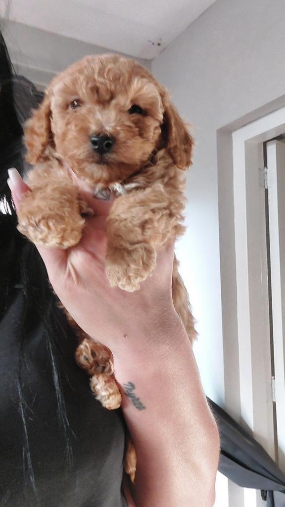 Nog 2 prachtige hypoallergene puppys, Overige rassen, 8 tot 15 weken, Meerdere, Meerdere dieren