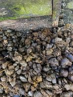 Paardenmest. Met of zonder stro, Tuin en Terras, Aarde en Mest, Ophalen, Tuinaarde