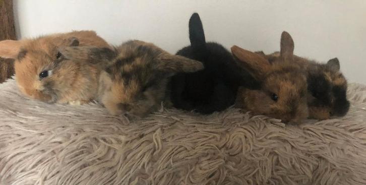 Jonge tamme hangoor konijntjes, Dieren en Toebehoren, Konijnen, Dwerg, Meerdere dieren, 0 tot 2 jaar, Hangoor