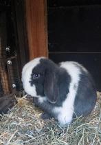 Prachtige lieve minilop, Dieren en Toebehoren, Konijnen, Mannelijk, Dwerg