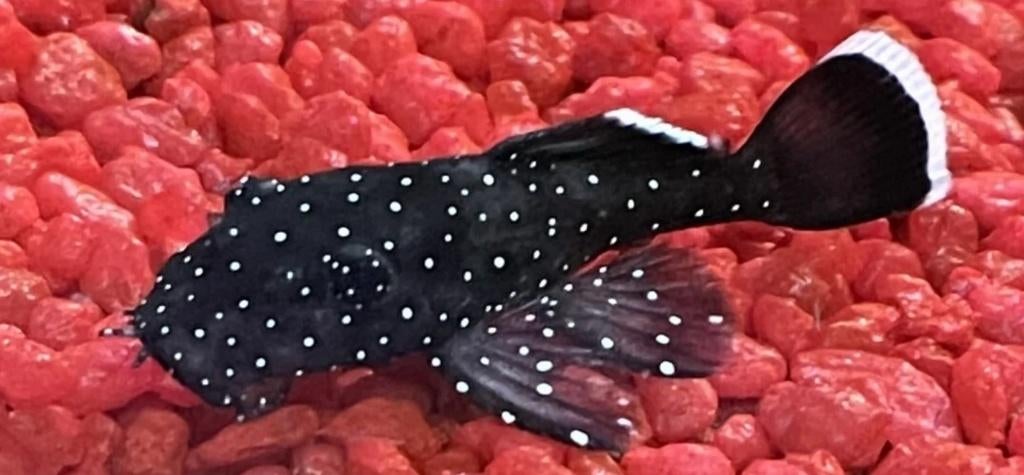 Peppermint Pleco L181, Dieren en Toebehoren, Vis, Zoetwatervis