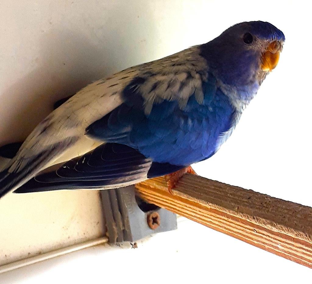 Splendid pop opaline violet blauw, Dieren en Toebehoren, Vrouwelijk, Parkiet, Geringd