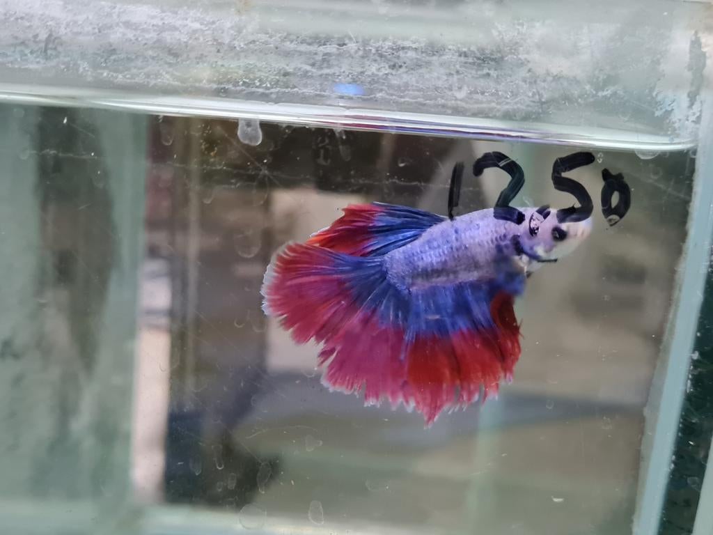 Betta splendens super delta kempvis man, Dieren en Toebehoren, Vis, Zoetwatervis