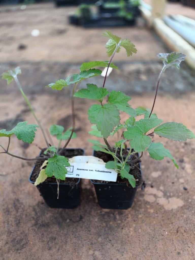 Anemone Tom. Robustissima P9, Ophalen, Vaste plant, Overige soorten, Volle zon