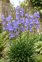 Campanula Perzikbladklokje, Tuin en Terras, Planten | Tuinplanten, Volle zon, Vaste plant, Zomer, Ophalen