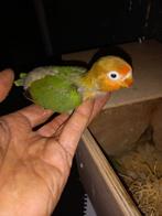 Dwergpapagaaien voor handtam, Papegaai