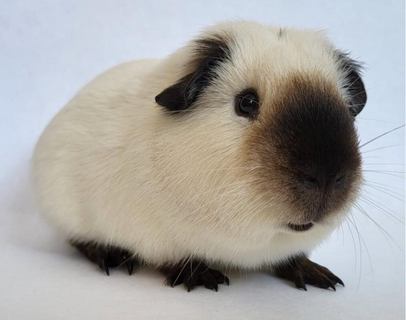 GEZOCHT: californian zeugje (zie foto 1), Dieren en Toebehoren, Knaagdieren, Februari, Vrouwelijk, Cavia