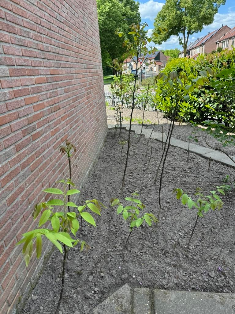 Walnoten bomen, Tuin en Terras, Planten | Bomen, Ophalen of Verzenden, Volle zon, Overige soorten