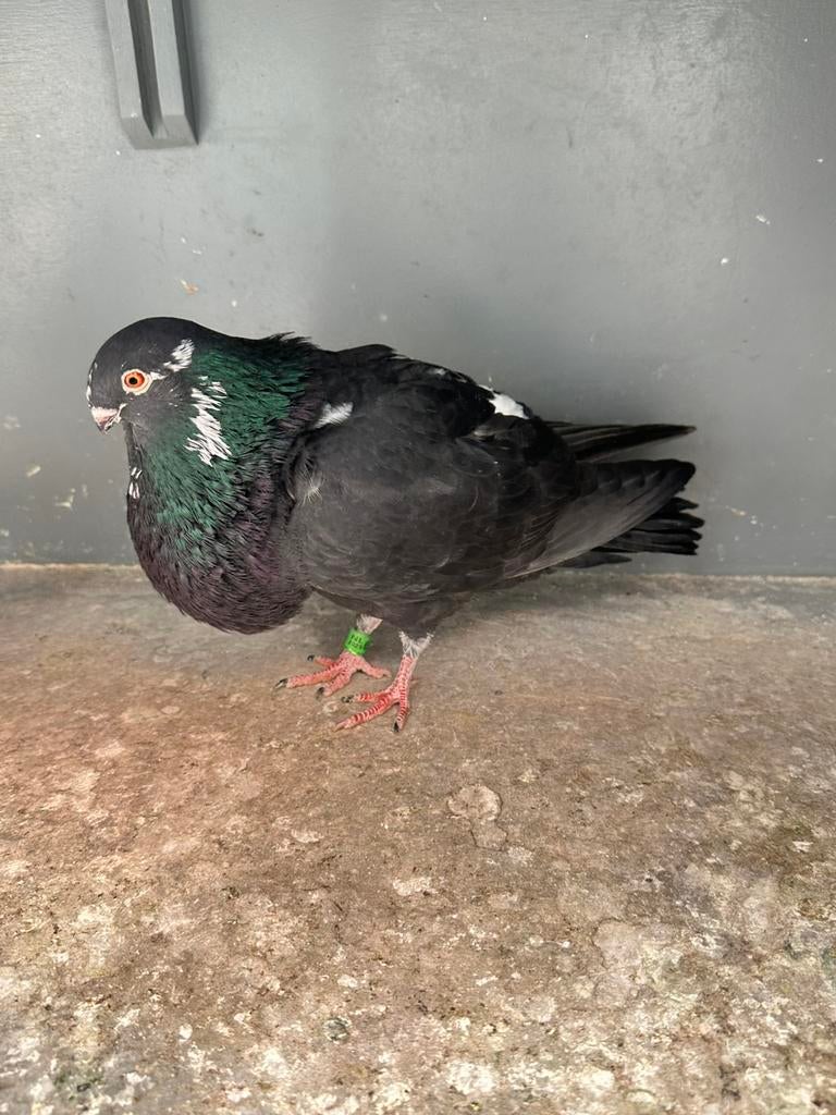 Canario kroppers 2026, Dieren en Toebehoren, Vogels | Duiven, Meerdere dieren, Kropper