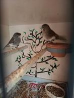 Kanaries ( glosters ) !!!., Meerdere dieren, Postuurkanarie