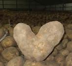 Agria Aardappelen en Uien - Vers van het Land, Ophalen of Verzenden