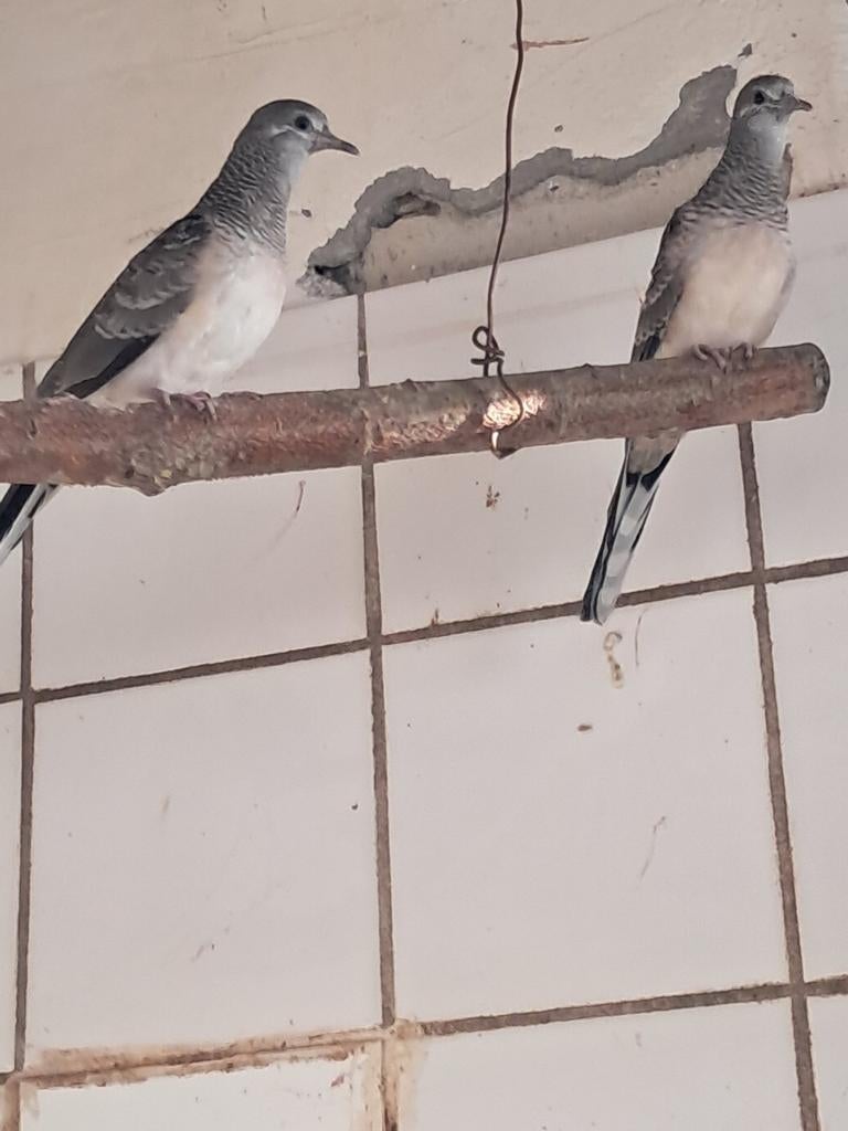 Vredesduif, Meerdere dieren, Dwergpapegaai of Agapornis
