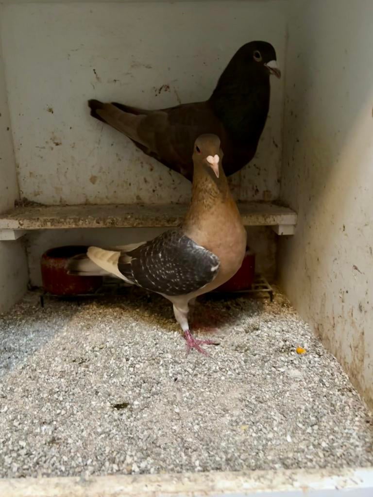 Koppel kleurpostduiven duivin gimpel doffer bruin, Dieren en Toebehoren, Meerdere dieren, Postduif