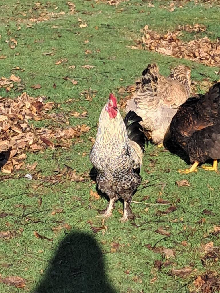 Mooi Haan, Dieren en Toebehoren, Pluimvee, Mannelijk, Kip