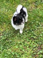 DwergKees X pappilon reu 950,00 euro prijs is vast., Ophalen, Nieuw