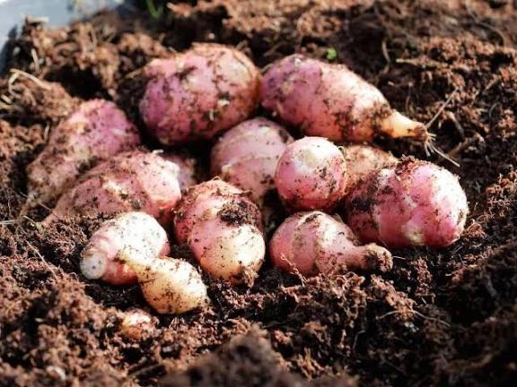 Aardpeer pluktuin gele bloem, Ophalen of Verzenden, Voorjaar, Volle zon, Knol