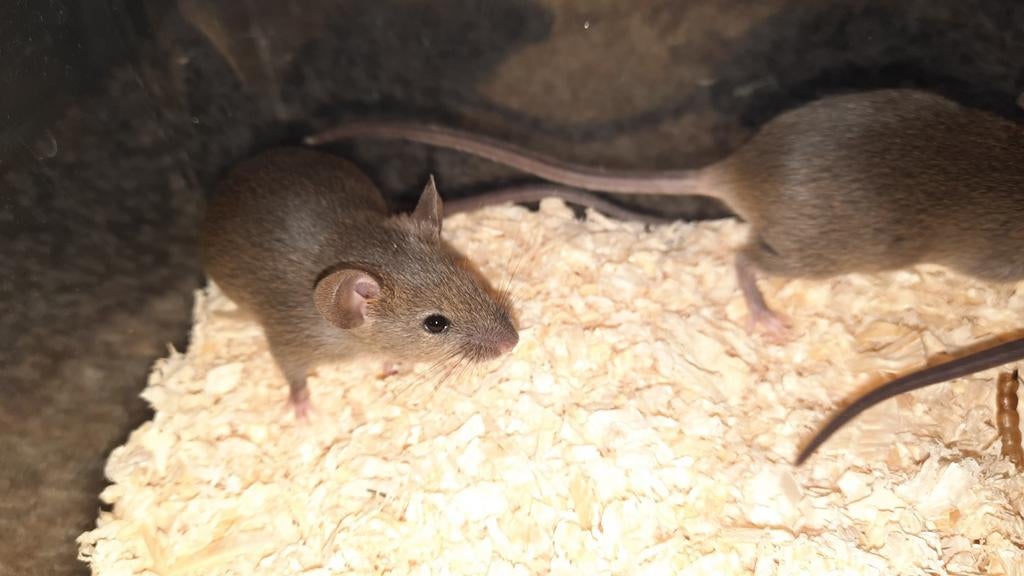 Jonge muizen, Dieren en Toebehoren, Knaagdieren, Maart, Muis, Meerdere dieren, Tam