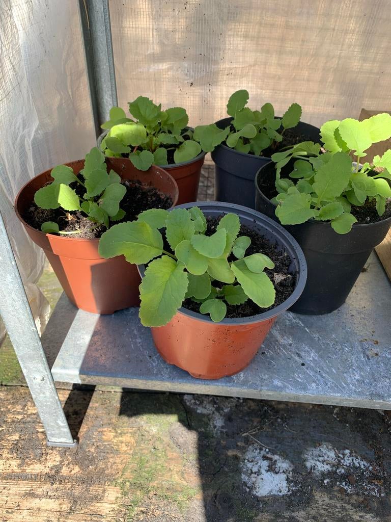 Jonge plantjes: Groenteplanten en bloemen, Ophalen, Zomer, Overige soorten, Volle zon