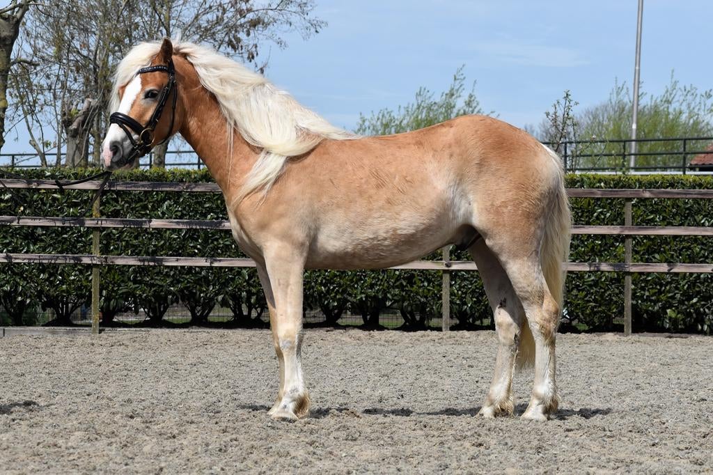 ** Super lieve en brave haflinger ruin **, Met stamboom, B, Ruin, 3 tot 6 jaar