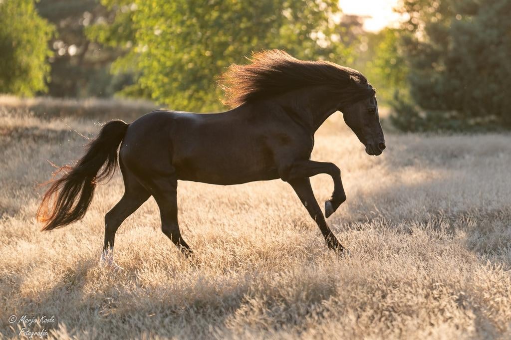 Lieve mooie zwarte allrounder te koop️, Dieren en Toebehoren, Pony's, Merrie, 11 jaar of ouder