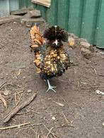 Padua broedeieren 🐥🐣, Dieren en Toebehoren, Pluimvee, Geslacht onbekend, Kip