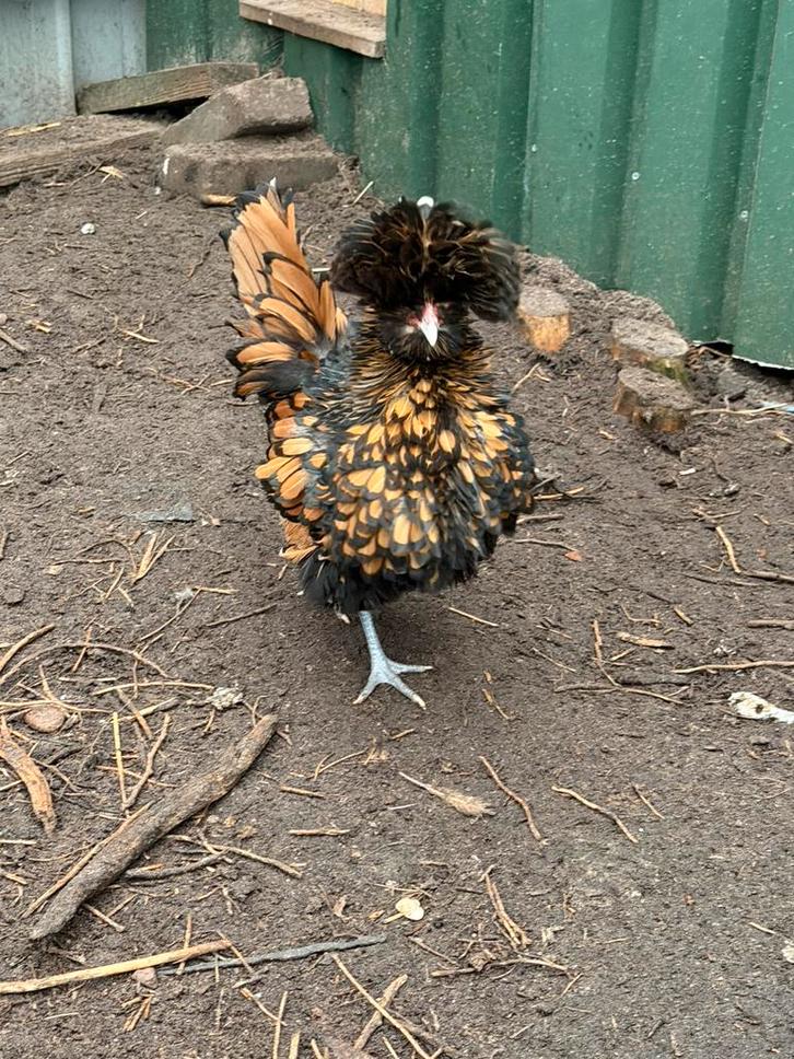 Padua broedeieren 🐥🐣, Dieren en Toebehoren, Pluimvee, Kip, Geslacht onbekend