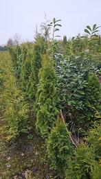 Thuja smaragd (conifeer), Ophalen of Verzenden, Conifeer, 100 tot 250 cm