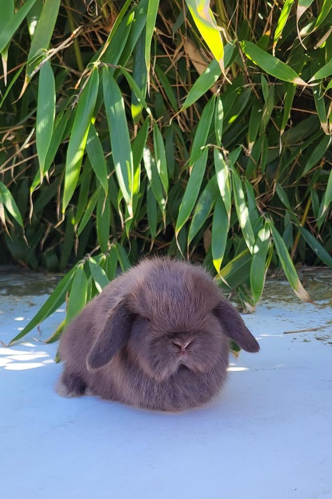Mooie raszuivere mini lop konijntjes, Vrouwelijk, Klein, Hangoor, 0 tot 2 jaar