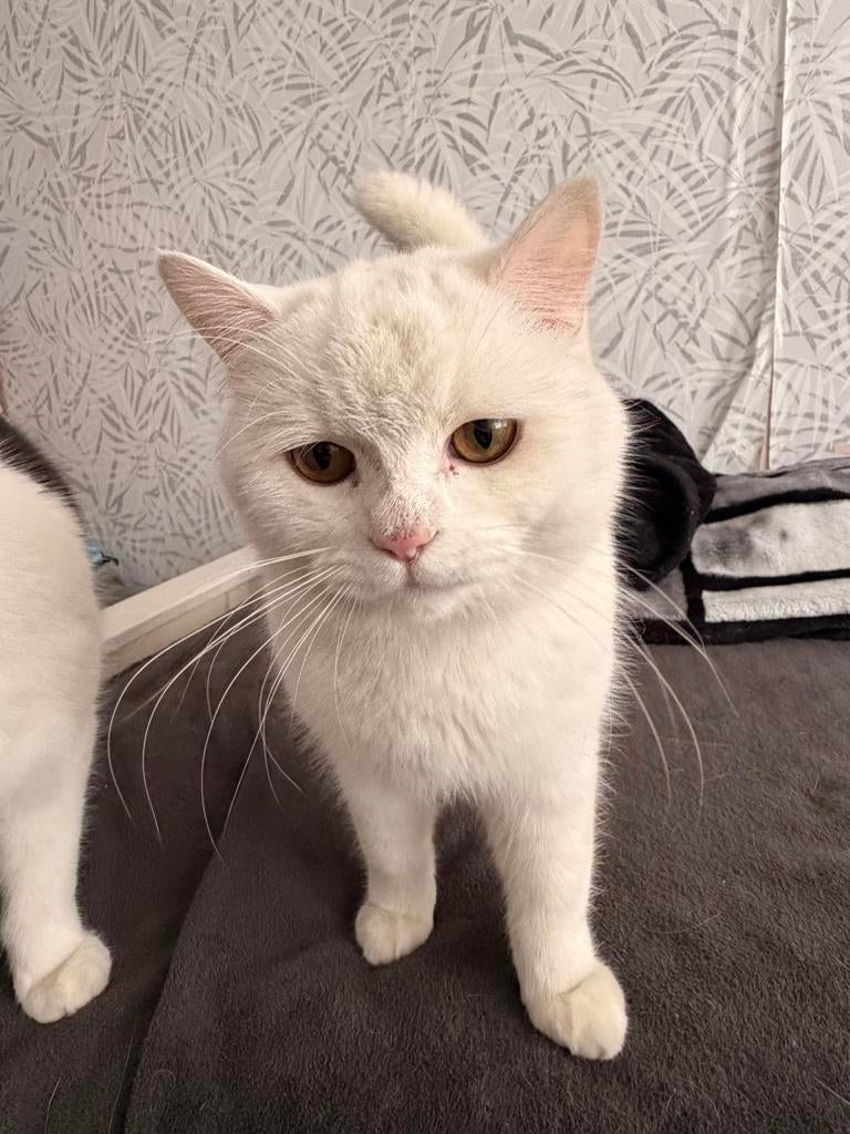 Twee katen een wit en andere wit en zwart, Dieren en Toebehoren, Katten en Kittens | Overige Katten, Kater, Langharig, 0 tot 2 jaar