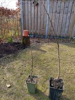 Walnotenbomen, Tuin en Terras, Planten | Bomen, Overige soorten, Lente, Minder dan 100 cm, Ophalen