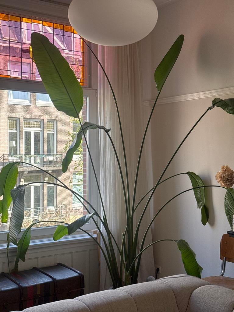 Grote Strelitzia Nicolai (Paradijsvogelplant), Huis en Inrichting, Kamerplanten, Ophalen, 200 cm of meer, Overige soorten, Halfschaduw