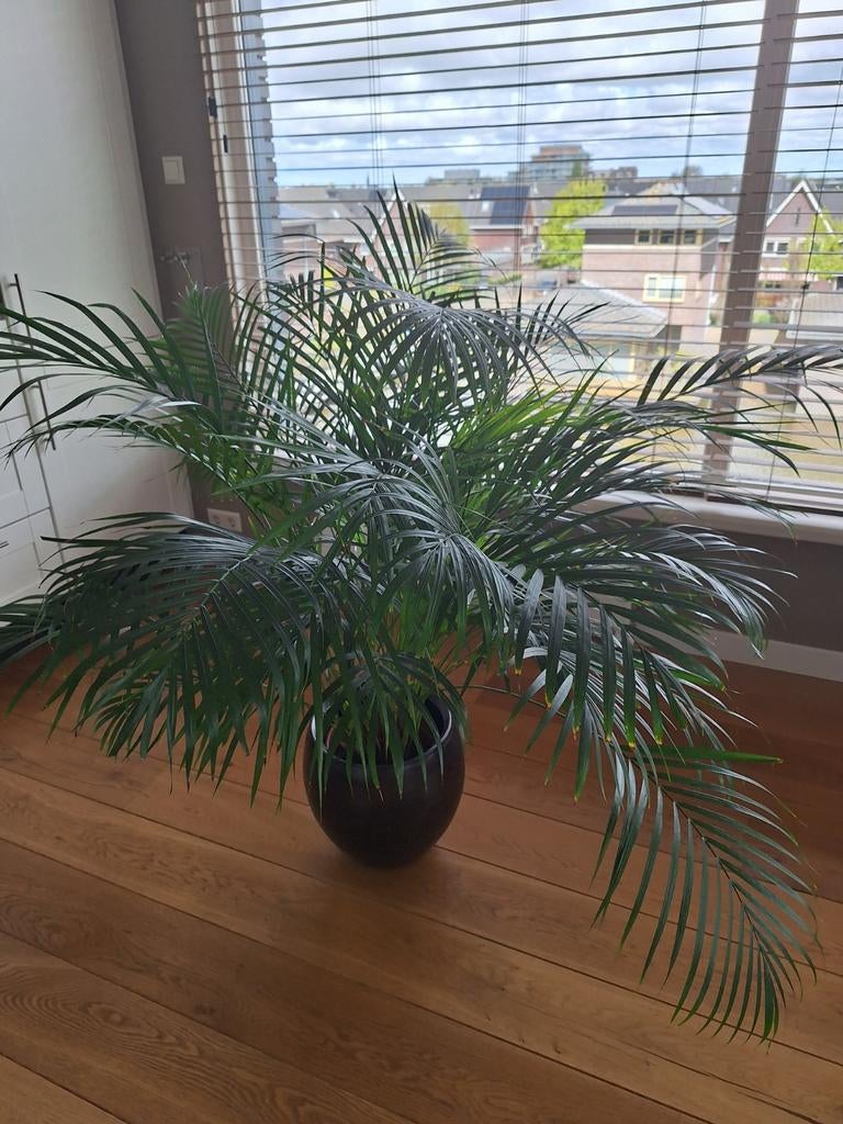 Areca goudpalm, Ophalen, Halfschaduw