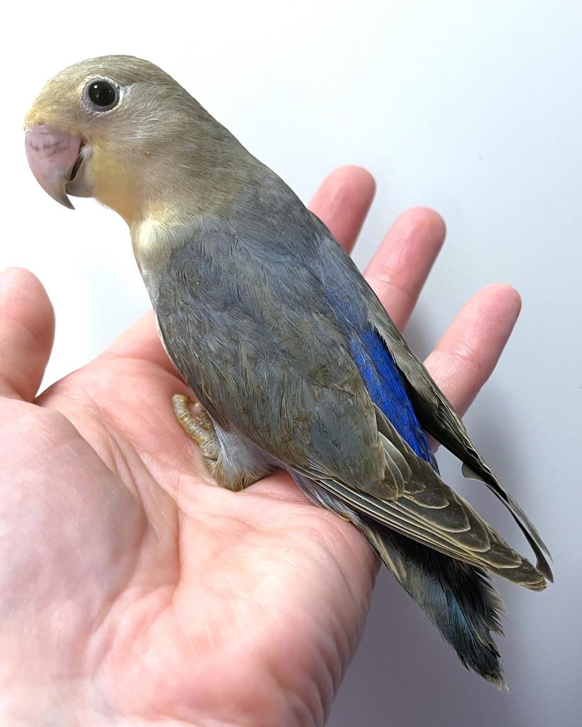 Tam ziektevrij getest Agapornis Roseicollis mannetje, Dieren en Toebehoren, Vogels | Parkieten en Papegaaien, Mannelijk, Dwergpapegaai of Agapornis