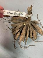 Dahlia Gryson Yellow Spider geschikt voor vaas Pluktuin, Ophalen of Verzenden, Voorjaar, Volle zon, Knol