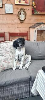 Friese Stabij puppy, Reu. Direct beschikbaar., 15 weken tot 1 jaar, Reu, Parvo, Eén hond