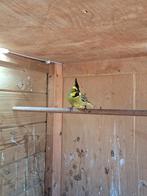 Groene kardinaal, Dieren en Toebehoren, Vogels | Overige Vogels, Mannelijk, Tropenvogel, Geringd