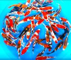 ruim 3000 Jonge koi 8 tot 22 cm Prachtige kleuren Japanners!, Dieren en Toebehoren, Karper of Koi