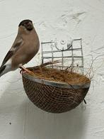 Pop en man Noorse goudvinken, Dieren en Toebehoren, Meerdere dieren