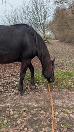Opzoek naar verzorg pony (Beschrijving), Ophalen