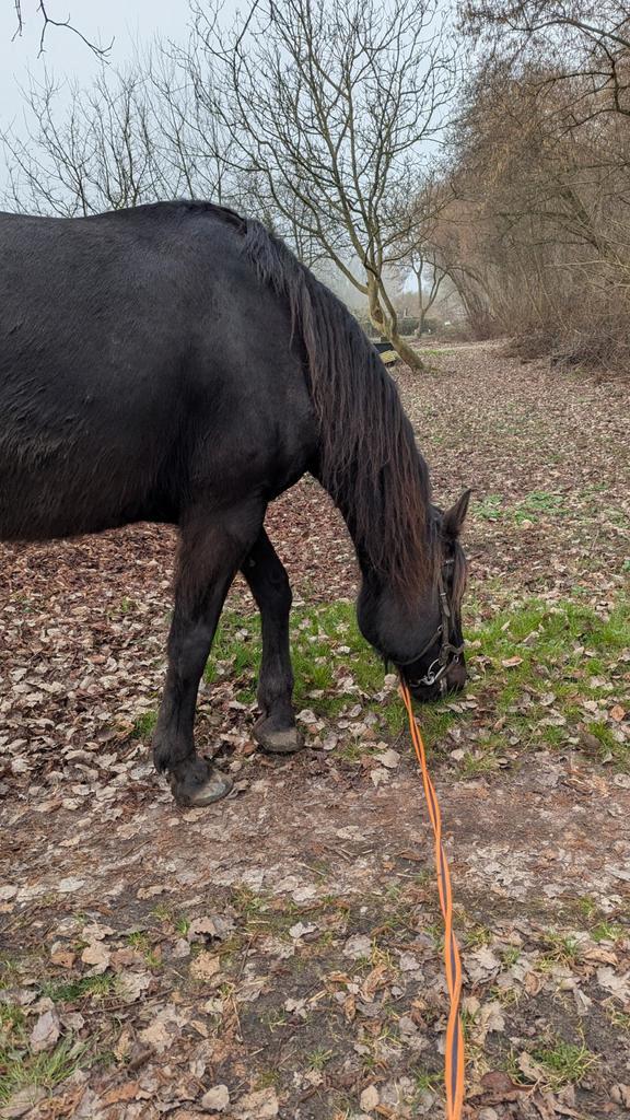 Opzoek naar verzorg pony (Beschrijving), Hobby en Vrije tijd, Overige Hobby en Vrije tijd, Ophalen